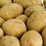 Karatop krompir: opis sorte, fotografije, recenzije